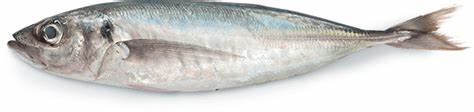 PESCADO JUREL X KILO CENTRAL